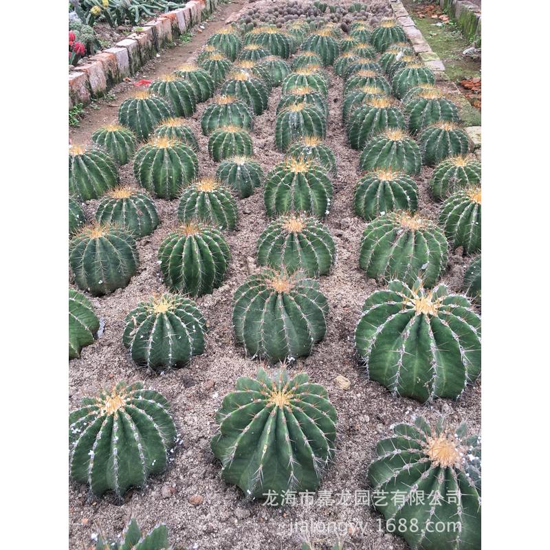 红彩云植物沙生实生仙人球盆栽植物大型沙漠植物仙人球