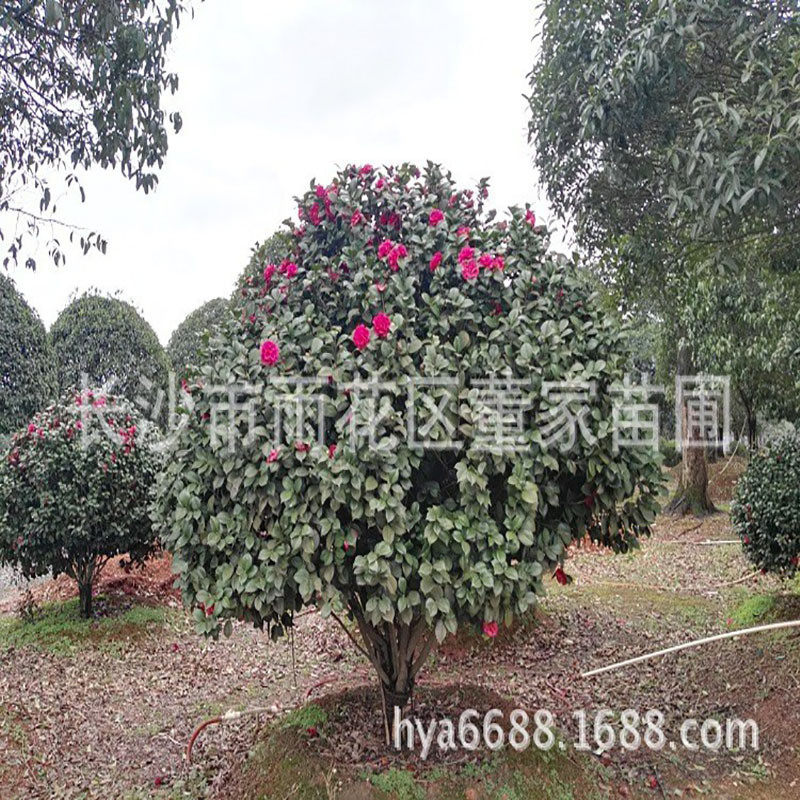 湖南茶花球蓬地直批基径1.8米-2米的景观茶花球精品茶花球批发