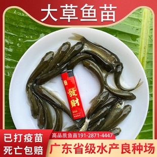 草鱼苗重苗皖鱼苗优质大草鱼草鱼活鱼苗半斤活鱼鱼苗淡水鱼苗批发