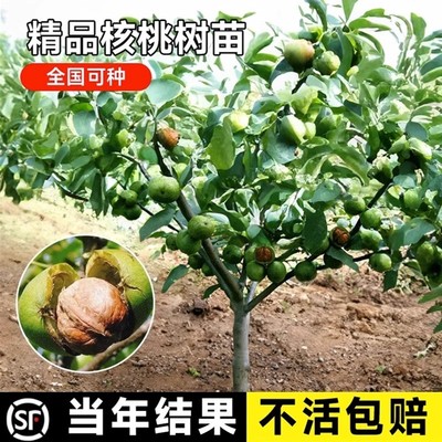 核桃苗8518嫁接苗特大薄皮核桃树苗南北方四季种植果树苗当年结果