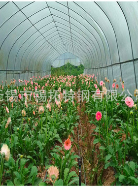 安徽农业大棚配件蔬菜大棚厂家直供骨架4分-8寸镀锌钢管现货