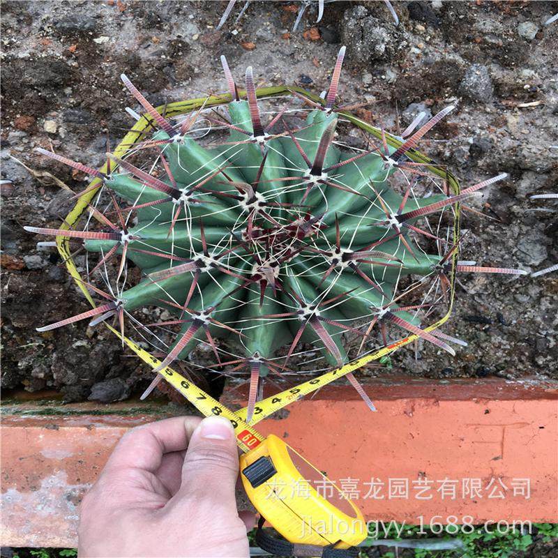 巨鹫玉仙人球植物狂批发花植物盆栽沙漠热带景观植物厂家刺开