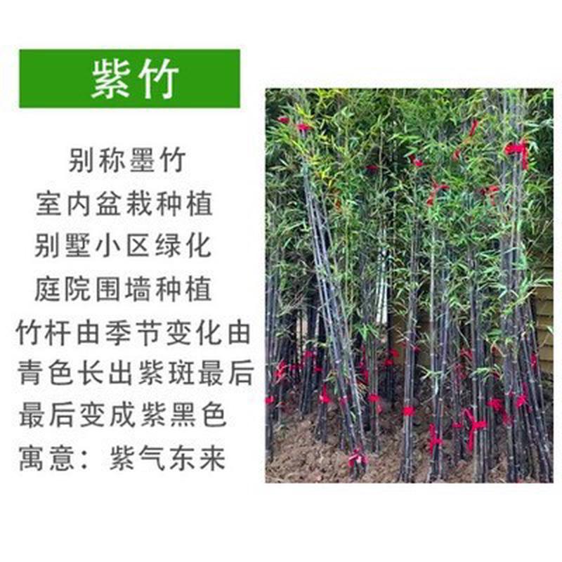 竹子苗四季青庭院植物北方耐寒紫竹苗早园竹罗汉大型毛竹户外盆栽