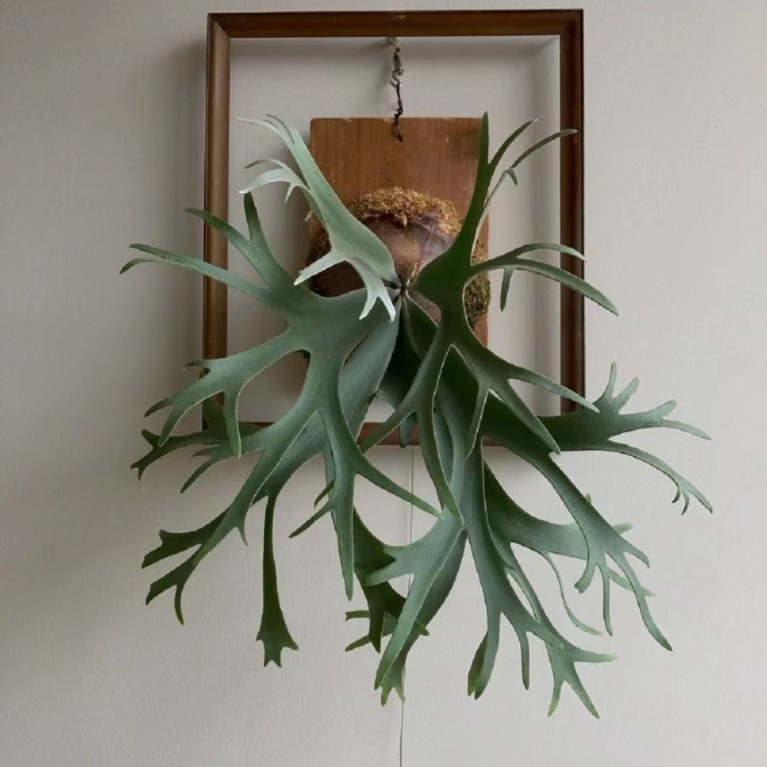 挂板水培绿植二岐垂吊苔藓盆栽挂墙鹿角壁挂鹿角蕨蕨板植蕨类植物