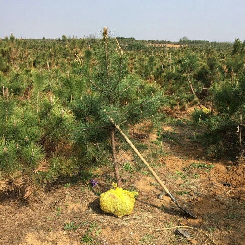 山东苗木油松出售基地工程绿化苗木油松规格齐全黑松量大优惠