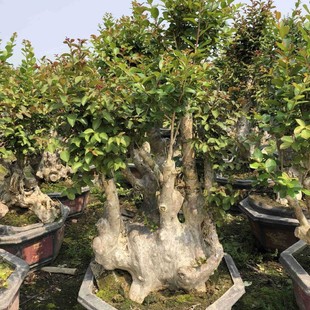 福建紫薇桩安徽价格浙江紫薇树桩报价百日红紫薇桩头批发