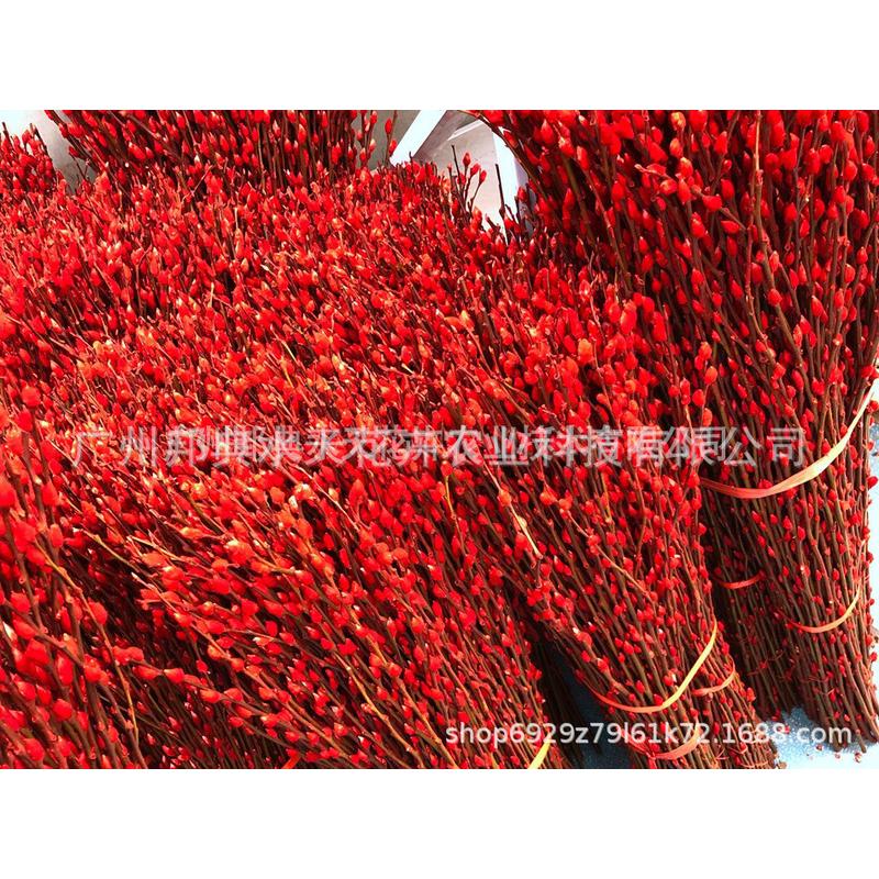 120cm银柳批发银柳鲜直发喜庆红色干花真花年宵花真基地直批枝