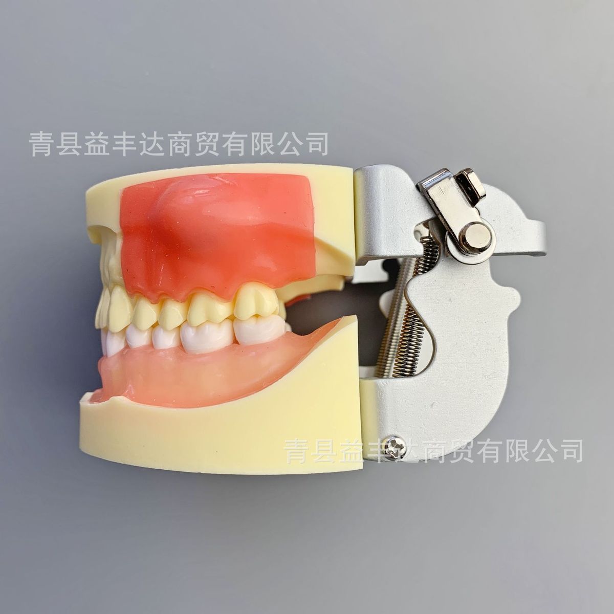 热销m4030病理模型牙齿模型牙模型练习模型