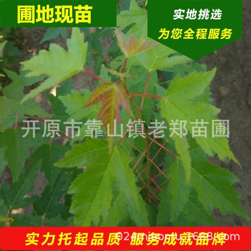 茶条槭球2025开原苗圃三角枫树秋季北方球彩红叶观赏树种花灌木球