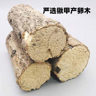 锹甲产卵木彩虹锹甲扁锹刀锹锯锹产卵木巴拉望巨扁苏门繁殖产房