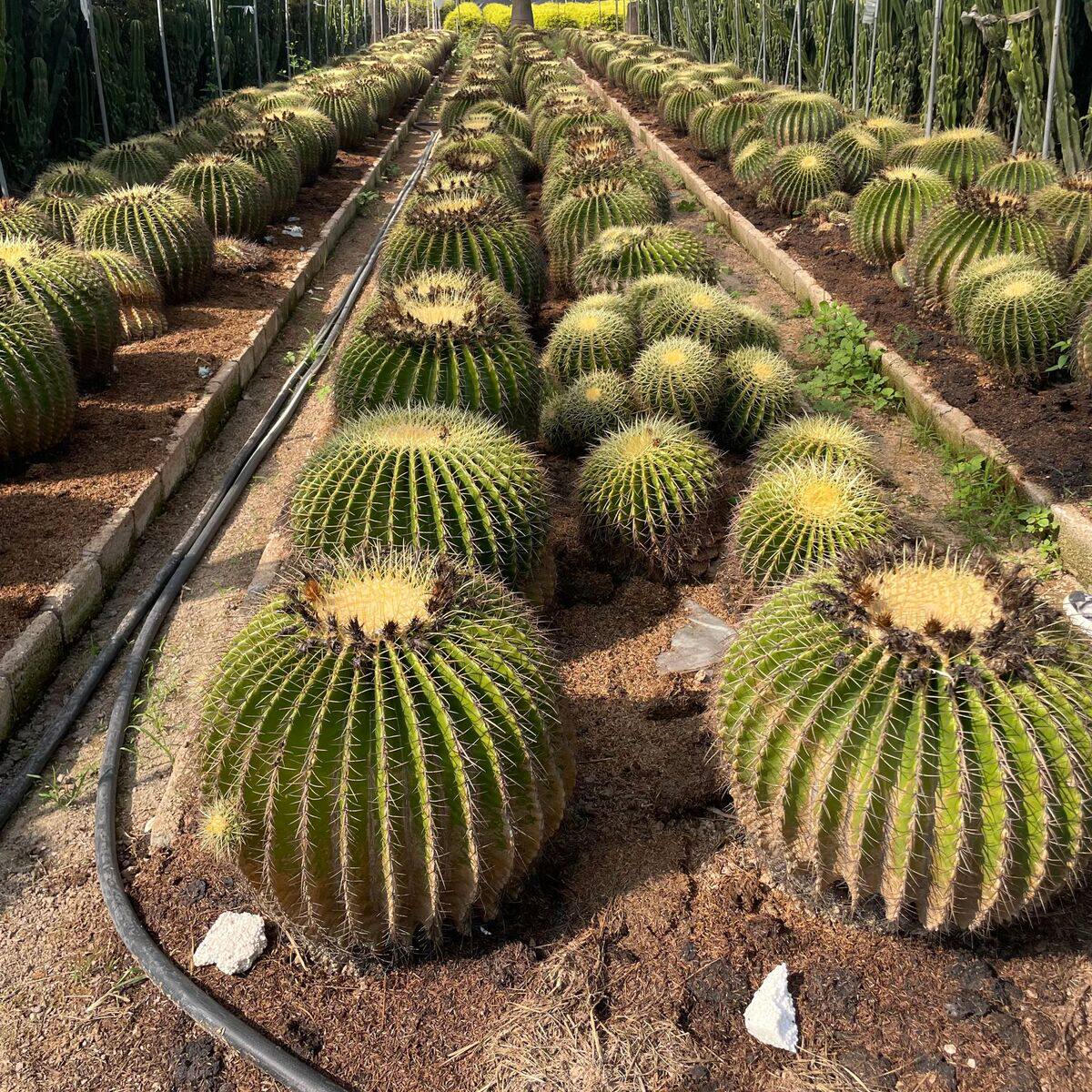 热销福建仙人球沙生植物龙舌兰大戟热带植物量天尺批发阁批发