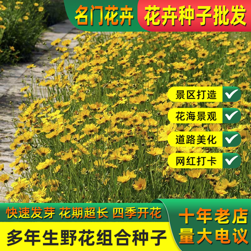 金鸡菊花籽四季宿根花卉多年生易活花海花期长大花金鸡菊花种籽子