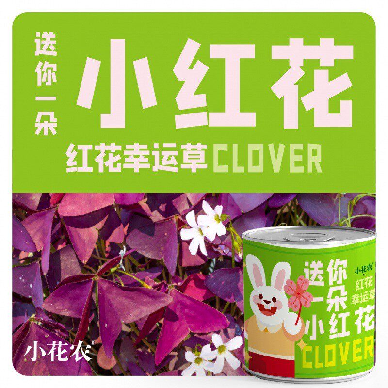 网红款祝福盆栽绿植厂家批发花农小种植摆件幼儿园小学种植盆栽