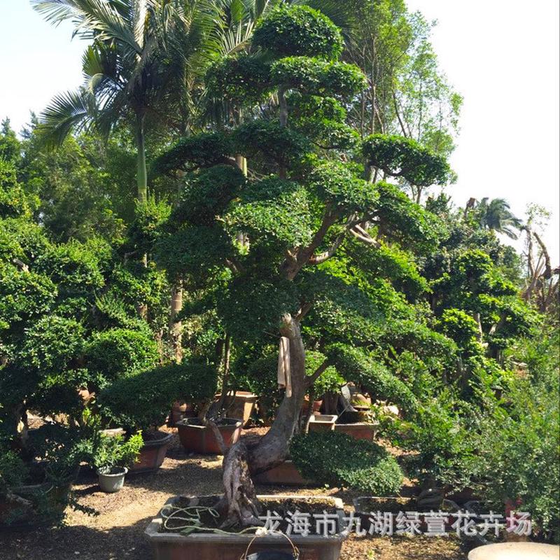 江苏s造型榆树种植价格漳州榆树桩景报价浙江榆树盆景桩头基地