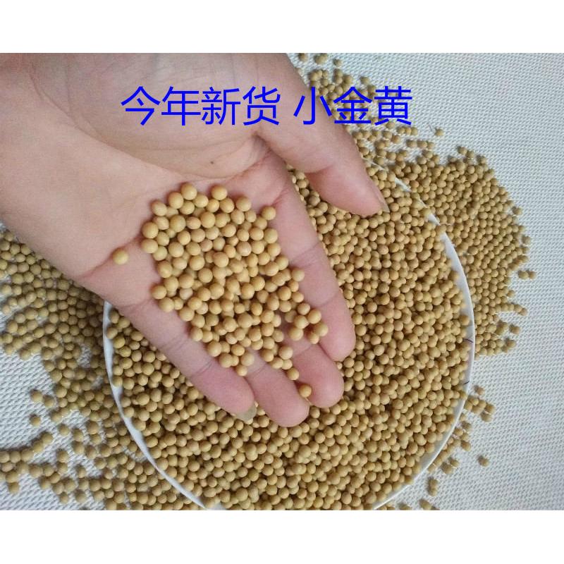 新货非转基因发豆芽小黄豆500g小粒珍珠豆690生黄豆芽纳豆