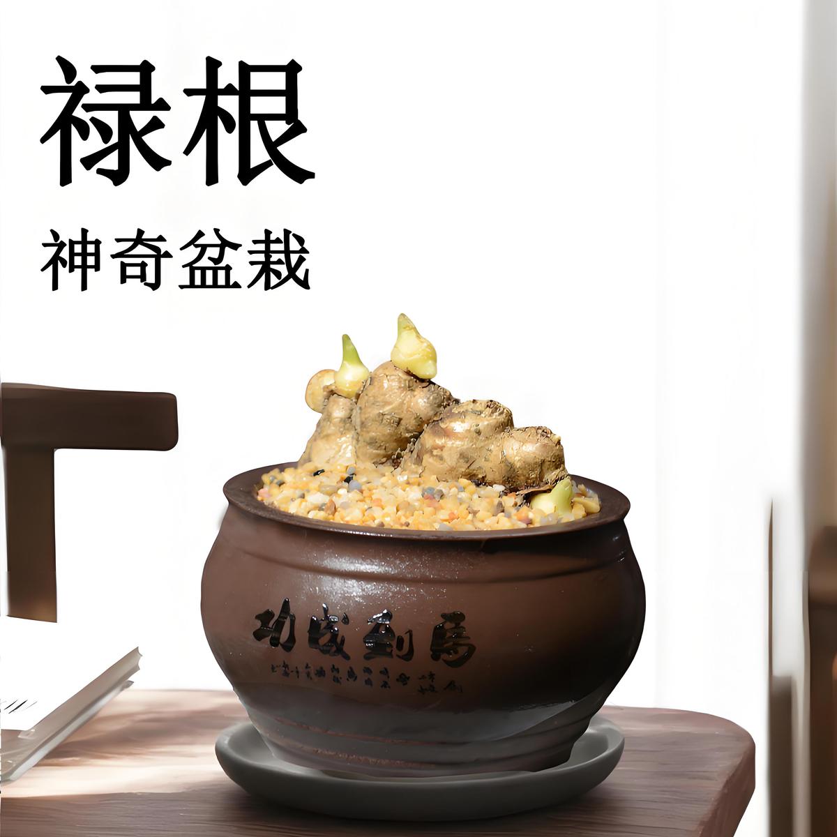 禄根盆栽带芽灵草好养不当生姜苗种植植物办公室内桌面小绿植盆景