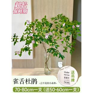 雀舌杜鹃水培植物室内好养高大马醉枝条吊钟树木水养鲜切绿植批发