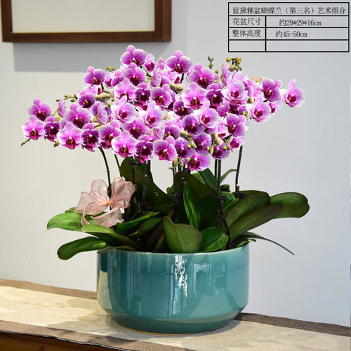 zr蝴蝶兰盆栽室内花卉盆景绿植带花苞礼品蓝盆釉黛蝴蝶兰艺术组