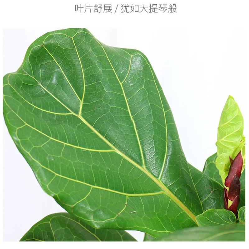 盆栽叶蓉室内大型琴净化空气情叶蓉观叶绿盆景四季常青花卉琴叶榕