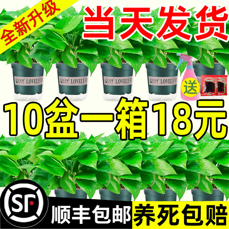 绿萝盆栽室内长藤款植物花卉水培绿植吸甲醛新房家用垂吊大叶赢朔