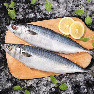 鲐鲅鱼青占鱼青鱼小鲅鱼青花鱼马鲛鱼海鱼新鲜冷冻鲅鱼燕鲭鱼鲐鱼
