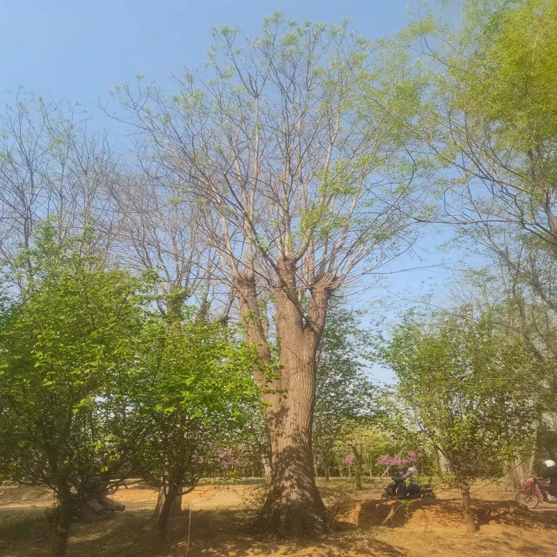 供应绿化苗木国槐大规苗格乔木养冠国槐现挖现卖