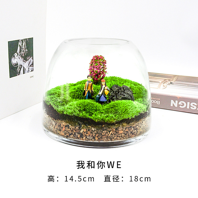 2u8k青苔苔藓植物景观闷养瓶微景观微观微缩生态瓶盆栽盆景造景成