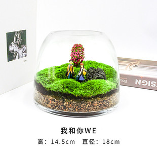 2u8k青苔苔藓植物盆景闷养瓶微景观微观生态瓶微缩盆栽景观造景成