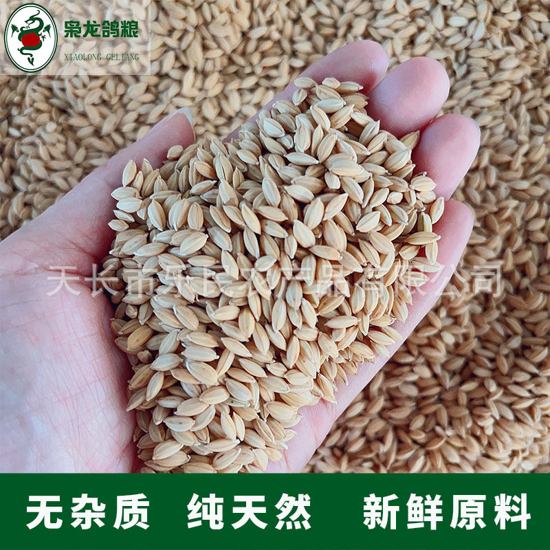 枭龙鸽粮东北圆粒稻谷当季新粮20公斤赛鸽信鸽鸽子食喂鸡鸭禽