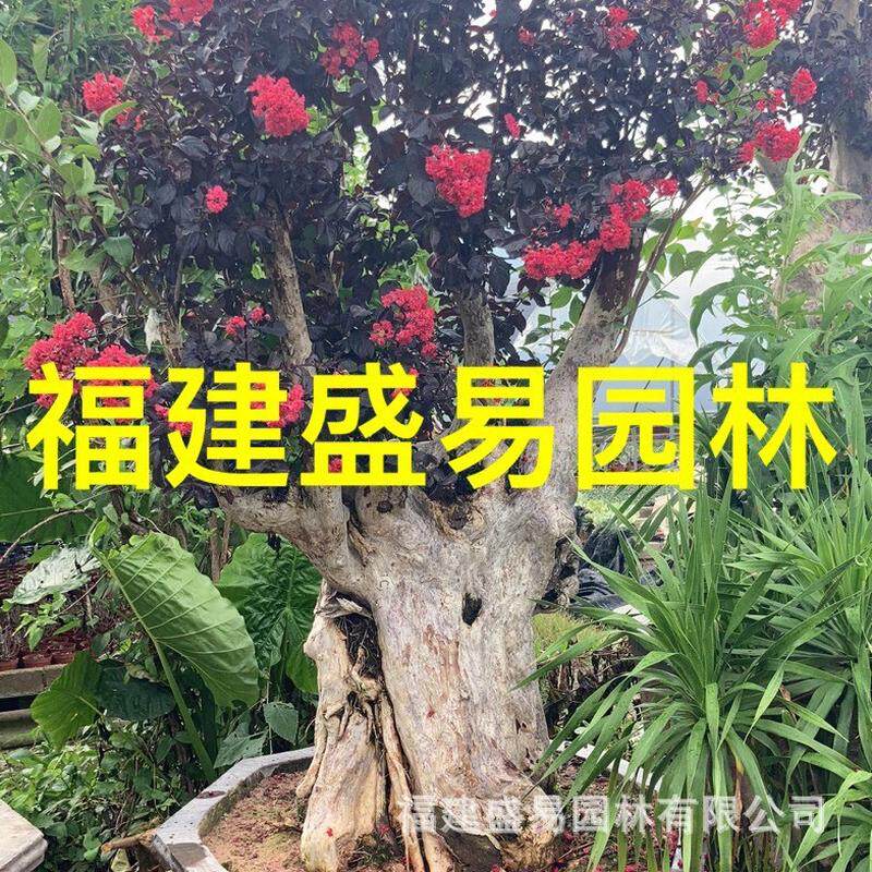 福建紫薇古桩桩紫薇湖北景价格安徽紫薇盆景北京紫薇树桩