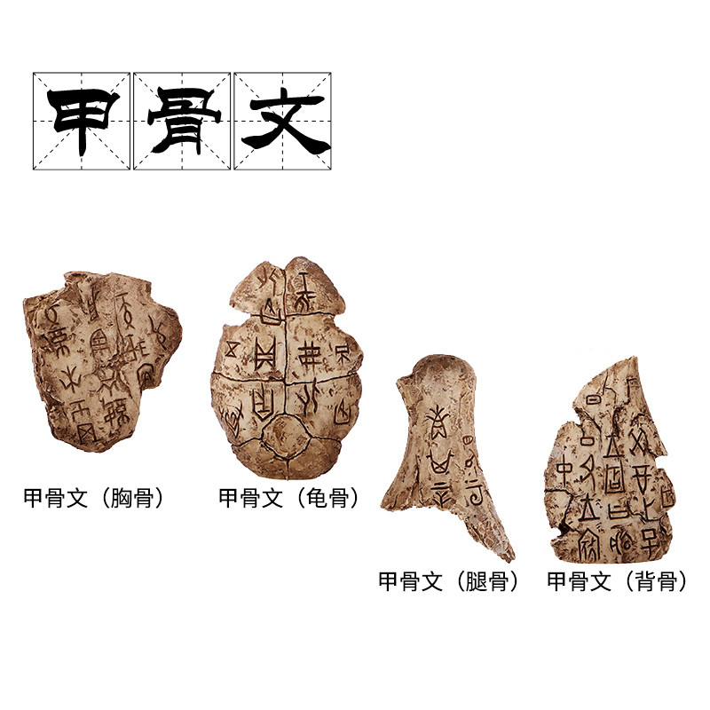 甲骨文科教模型学校教具摆件仿真玩具龟骨腿骨背骨胸骨古文字化石