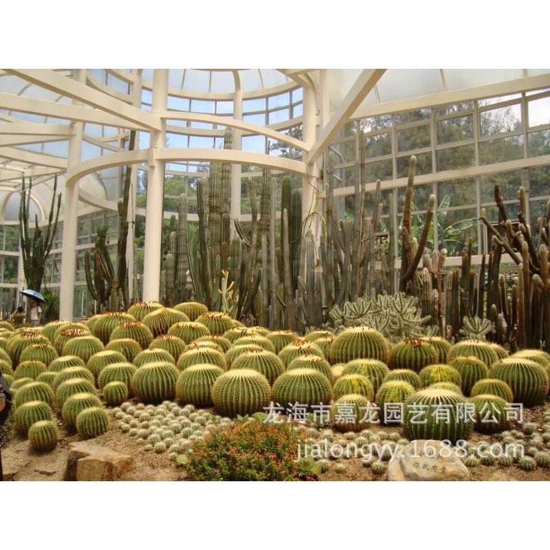 狂刺金虎曲刺金琥室外沙漠造景室外仙人球室内造景景观仙人球植物