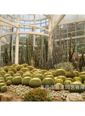 狂刺金造景曲刺金琥室外沙漠造景室外仙人球室内虎景观仙人球植物