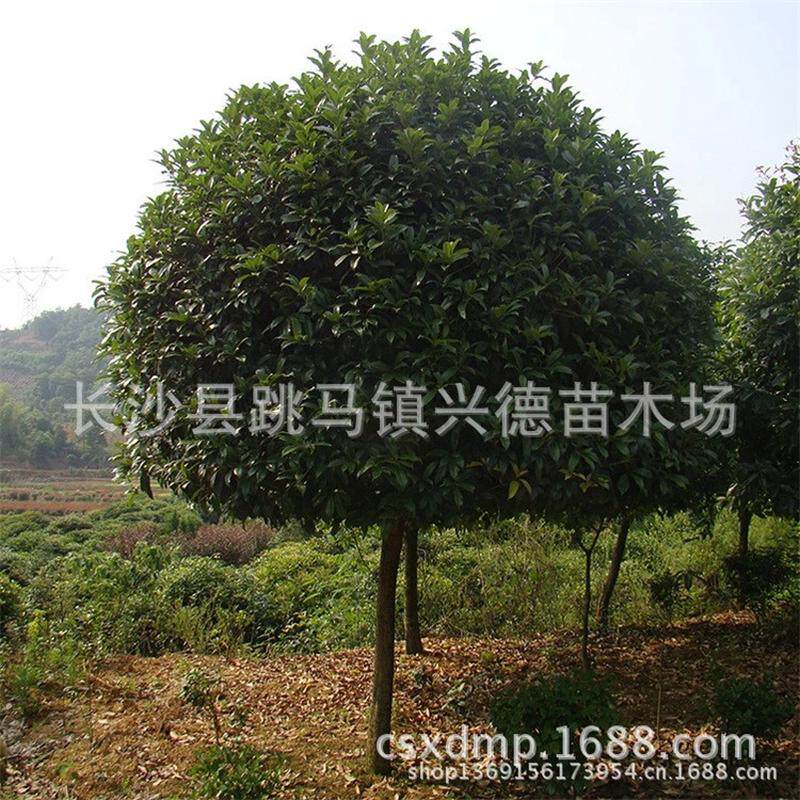 批发四季桂桂花树价格月月桂月月开花花香怡人园林苗木