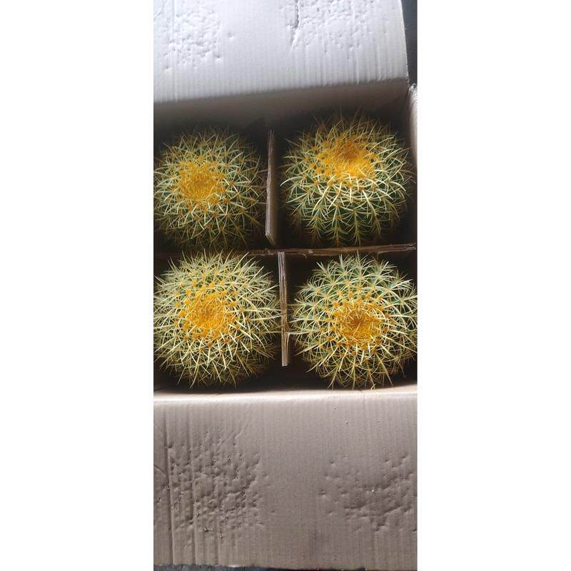 4装金基地仙人球球形多肉植物仙人球仙人掌沙生植物虎直发