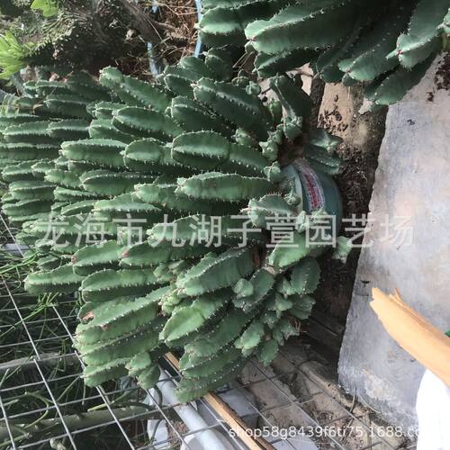 大戟科鹿角白麒麟角麒麟仙人柱水绿植盆栽多肉植物景观沙生植物
