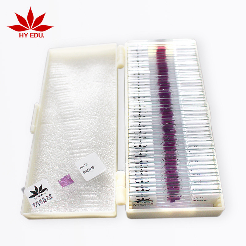 染清晰片结构片病理切片50片套装病理组织切片50种病理套装