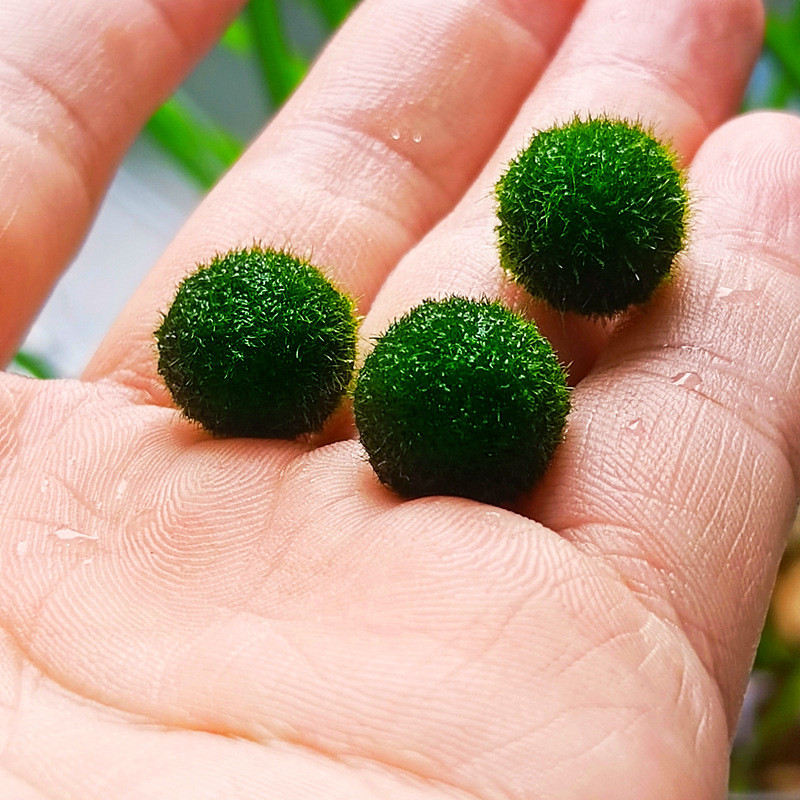 海藻创意生态瓶室内鱼缸水生莫马里桌面水培微景观迷你植物球球藻