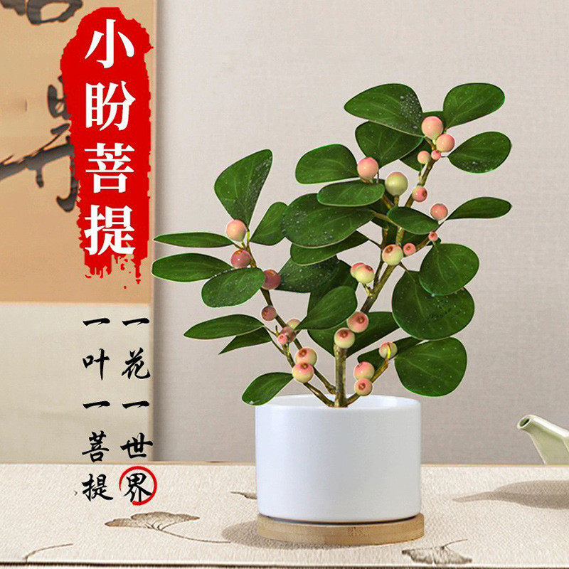 小盼菩提树盆栽植物室内盆景带果好养中式禅意办公室桌面摆件花卉