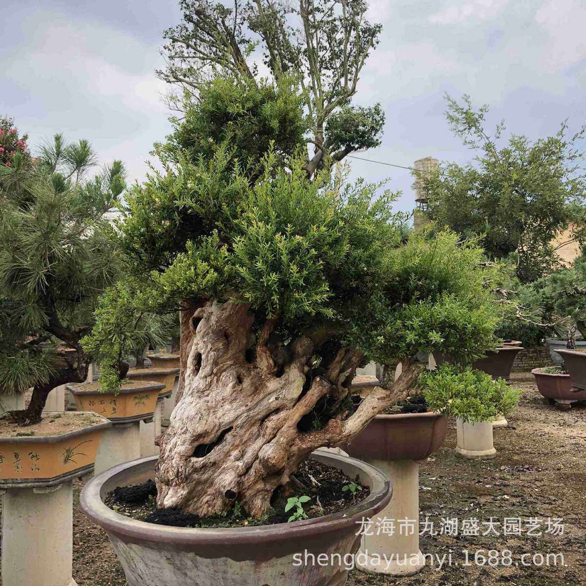 福建江苏赤楠桩批发湖南赤楠桩景桩头供应造型小叶赤楠盆景基地