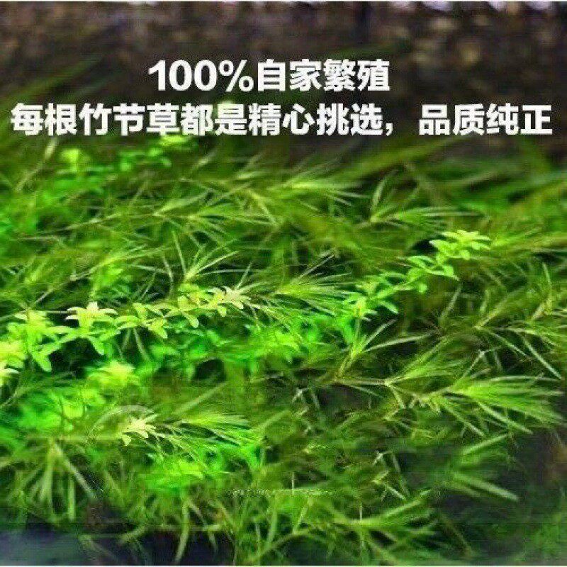 竹节草鱼缸孔雀鱼观赏鱼小型淡水体活带鱼小草绿菊小鱼躲避草