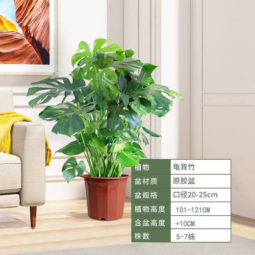 乔迁好养盆栽植物客厅摆放搬家绿植大颗新居大叶子大厅花盆龟背竹