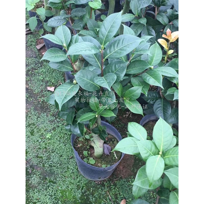 福建盆栽茶花情人节茶花嫁接多分公分粗二三支有树形大花型