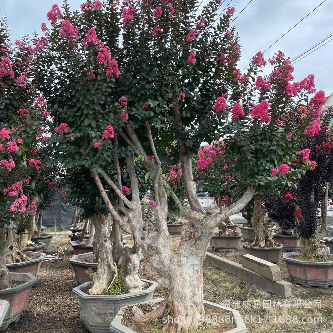 紫薇江苏树桩 福建造型紫薇桩头 浙江紫薇桩景价格  安徽紫薇盆景