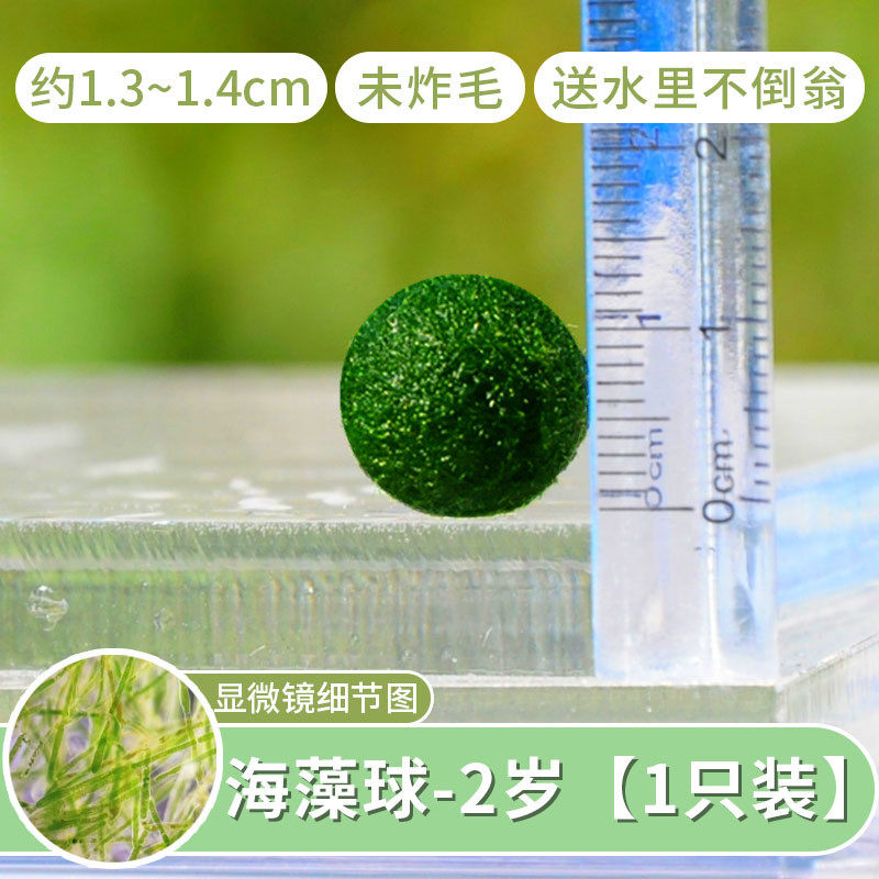 海藻微景观生态瓶室内鱼缸水生莫马里球藻创意迷你植物球桌面水培