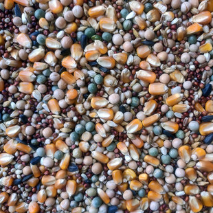 鸽粮50玉米粮良德易有斤鸟食赛飞营养鸽子粮信鸽肉鸽鸽子饲料