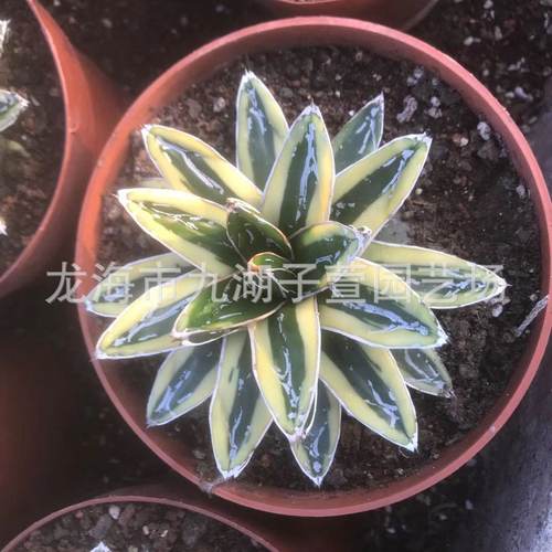 百合科圆叶辉山景观龙舌兰仙人球仙人柱盆栽多肉植物锦沙生植物