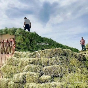 国产羊干草喂牛喂马吃的草料牛羊干草料苜蓿草驼草料羊草饲料湿粮