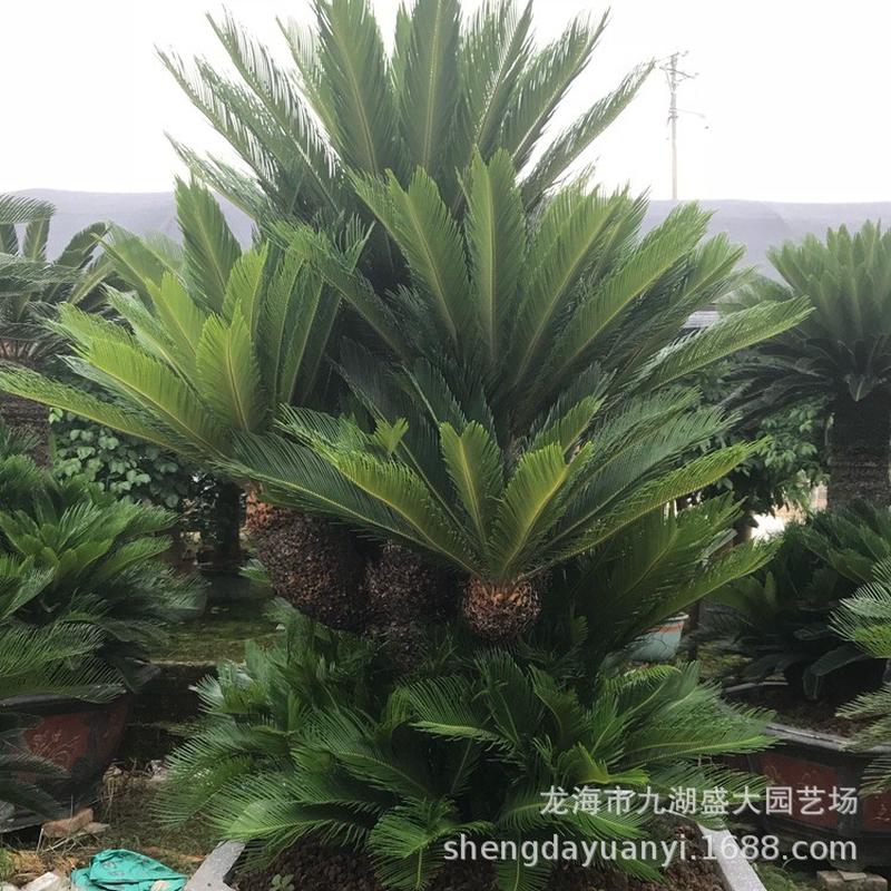 造型多头铁树价格哪里有卖铁树批发盆景报价杆高1米大铁树铁树