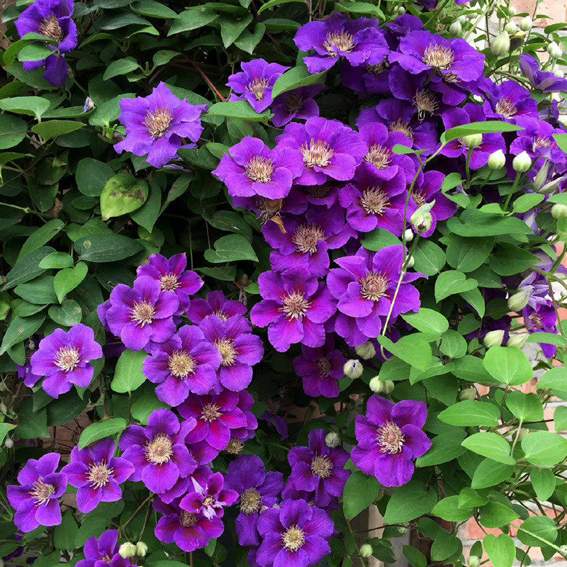 爬墙炫铁线莲盆栽中苗爬藤植物庭院耐寒花卉阳台四季攀援盆栽爱,鲜花速递/花卉仿真/绿植园艺,时令草本花卉,淘宝优惠券,粉丝福利购,淘宝优惠卷